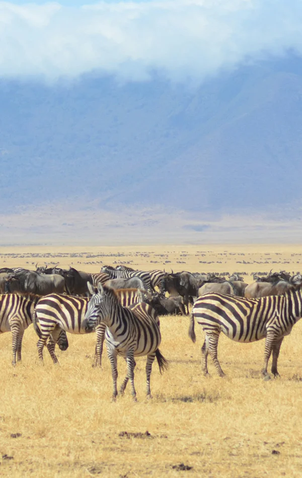 Safari Banner